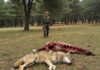 Bracconaggio in Abruzzo: uccisi 18 lupi Lupi uccisi