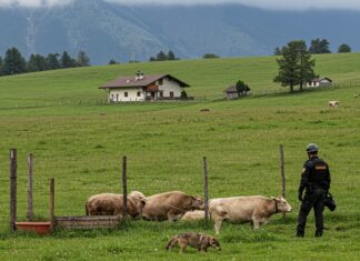 Trentino: recinto rotto, 50 pecore predate dai lupi Prevenzione fallita