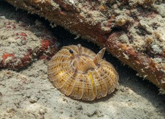 Mediterraneo: i ricci di mare verso il collasso Ricci marini