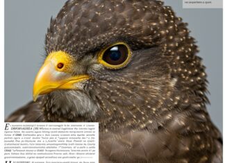 Liguria: poiana ferita da un colpo di fucile Bracconaggio ligure