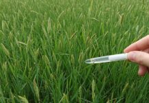 Italia, allergie alle graminacee: la guida ai test Diagnosi allergie