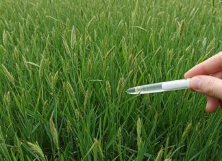 Italia, allergie alle graminacee: la guida ai test Diagnosi allergie