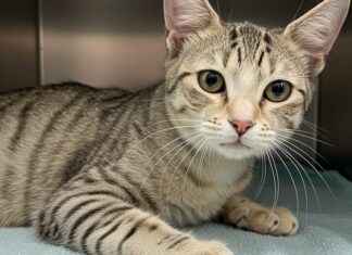 Roma: la gatta Rosi dimessa dopo le violenze Giustizia Rosi