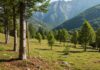 Nuovi boschi per proteggere il territorio appenninico Biodiversità Appennini