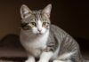 Vacanze: come gestire cani e gatti in sicurezza Gestione animali