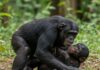 Congo: bonobo aggrediscono un cucciolo e lo uccidono Bonobo violenti