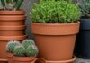 Vasi per piante: la guida alla scelta sostenibile Giardinaggio sostenibile
