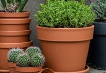 Vasi per piante: la guida alla scelta sostenibile Giardinaggio sostenibile