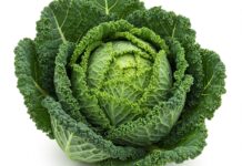 Guida al cavolo riccio: proprietà e benefici Proprietà cavolo