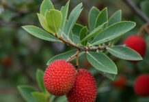 Corbezzolo, la pianta che resiste a siccità e incendi Corbezzolo resiliente