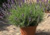 Lavanda sul balcone: guida alla coltivazione Lavanda officinale