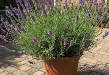 Lavanda sul balcone: guida alla coltivazione Lavanda officinale