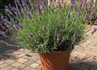 Lavanda sul balcone: guida alla coltivazione Lavanda officinale