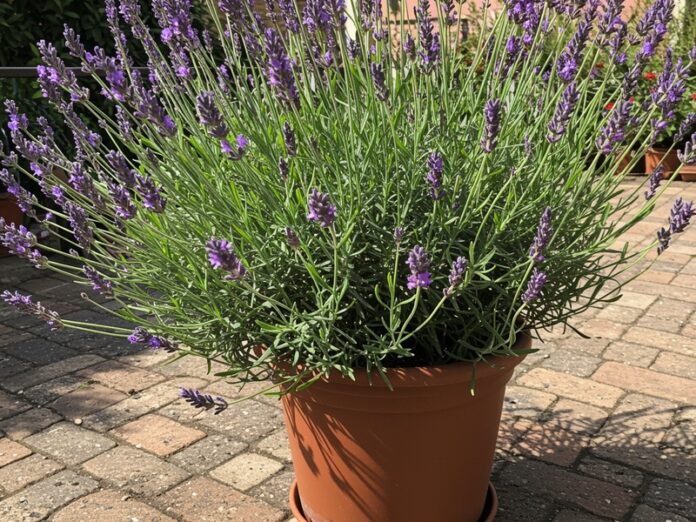 Lavanda officinale