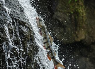 Congo: un pesce scala cascate alte 15 metri Pesci scalatori