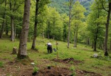 Riforestazione: 50mila nuovi alberi in Emilia-Romagna Boschi autoctoni