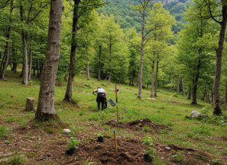Riforestazione: 50mila nuovi alberi in Emilia-Romagna Boschi autoctoni