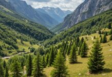 Aspromonte: piantati 50mila alberi contro il dissesto Riforestazione Aspromonte