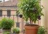 Alberi da frutto in città: come coltivarli in vaso Coltivazione domestica