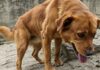 Cani, displasia dell’anca: 4 regole di prevenzione Salute articolare