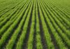 Veneto: il bio tutela riso e asparagi selvatici Agricoltura sostenibile