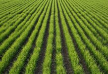 Veneto: il bio tutela riso e asparagi selvatici Agricoltura sostenibile