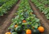Mantova: progetto per tutelare la zucca antica Agricoltura sostenibile