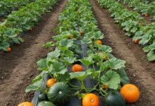 Mantova: progetto per tutelare la zucca antica Agricoltura sostenibile