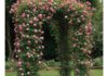 Giardini italiani: come coltivare le rose rampicanti Rose rampicanti