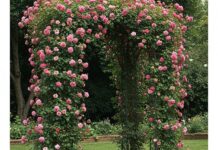 Giardini italiani: come coltivare le rose rampicanti Rose rampicanti