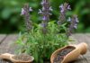 Salvia mediterranea: la guida agli usi e benefici Salvia proprietà