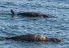 Sable Island: le foche grigie praticano il cannibalismo Foche cannibali