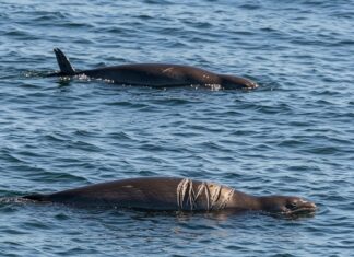 Sable Island: le foche grigie praticano il cannibalismo Foche cannibali