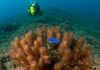 Galápagos: scoperto un nuovo piccolo polpo blu Nuova specie