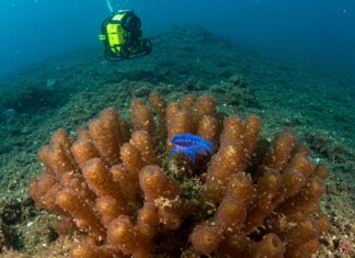 Galápagos: scoperto un nuovo piccolo polpo blu Nuova specie