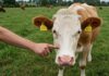 Le mucche riconoscono i volti e le voci umane Benessere animale