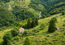Calabria: 50.000 nuovi alberi per il Parco della Sila Alberi nativi