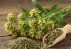 Valeriana: rimedio naturale per sonno e stress Rimedio naturale