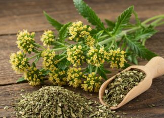 Valeriana: rimedio naturale per sonno e stress Rimedio naturale