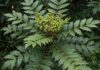 Mahonia in Italia: coltivare il fiore dell’inverno Giardino invernale