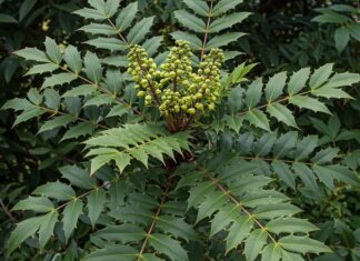 Mahonia in Italia: coltivare il fiore dell’inverno Giardino invernale