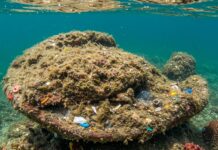 Mediterraneo: allarme microplastiche nei pesci Inquinamento marino