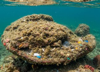 Mediterraneo: allarme microplastiche nei pesci Inquinamento marino