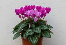 Ciclamino: come curarlo per una fioritura perfetta Cura ciclamino