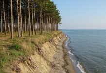 Delta del Po: 50mila alberi contro l’erosione Riforestazione costiera