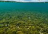 Sardegna: nuovo piano per salvare la posidonia Praterie marine