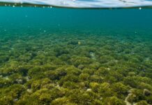 Sardegna: nuovo piano per salvare la posidonia Praterie marine