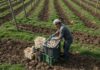 Ciliegi di Vignola a rischio per la siccità Agricoltura resiliente