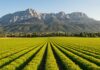 Agro Pontino, la cucina vegetale riduce le emissioni Impatto alimentare