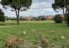 Roma, 11mila firme per salvare il Pratone Battaglia ecologica